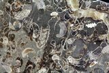 Polished Ammonite Fossil Slab - Marston Magna Marble #63854-1